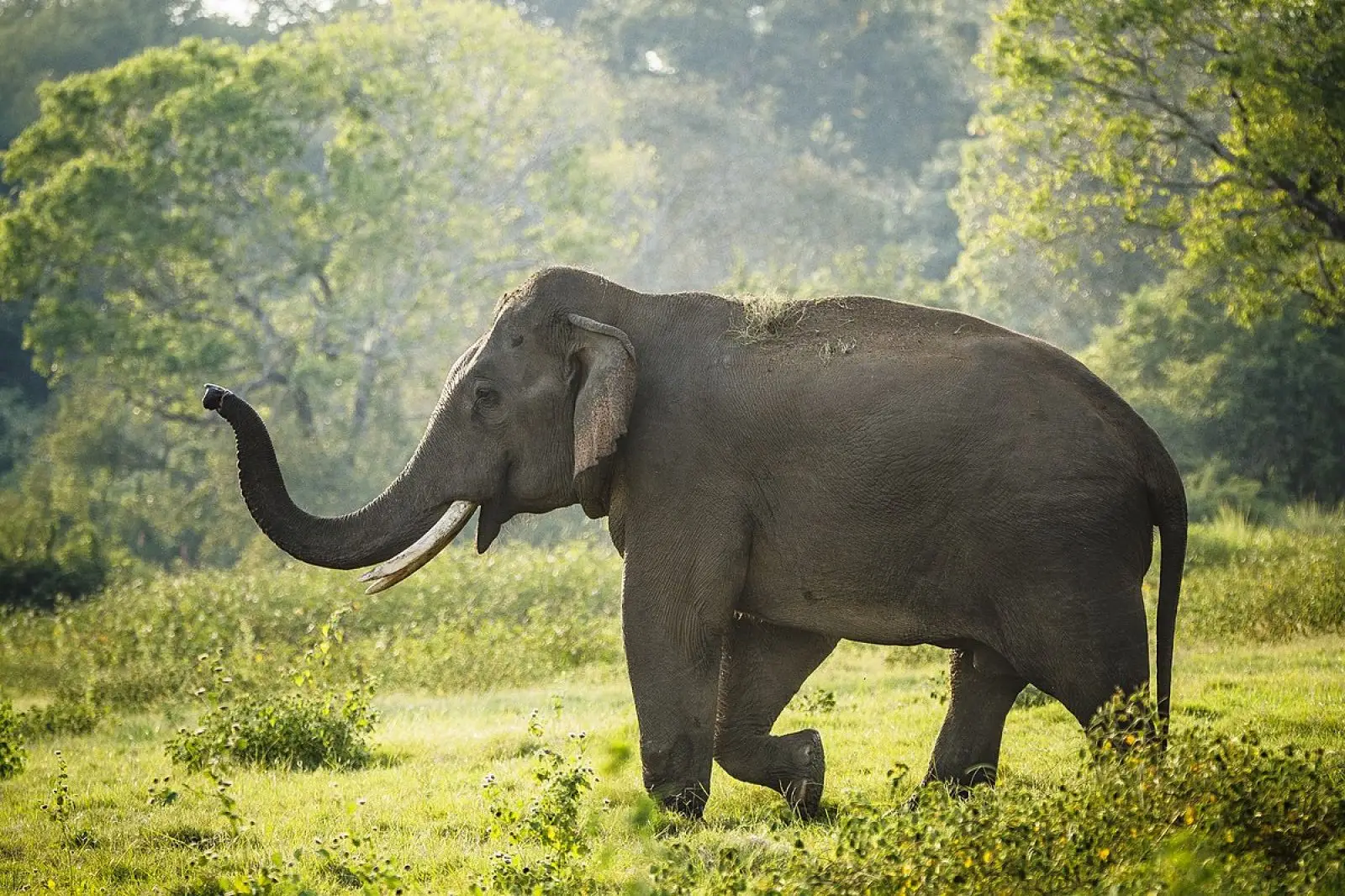 Wildlife encounters
