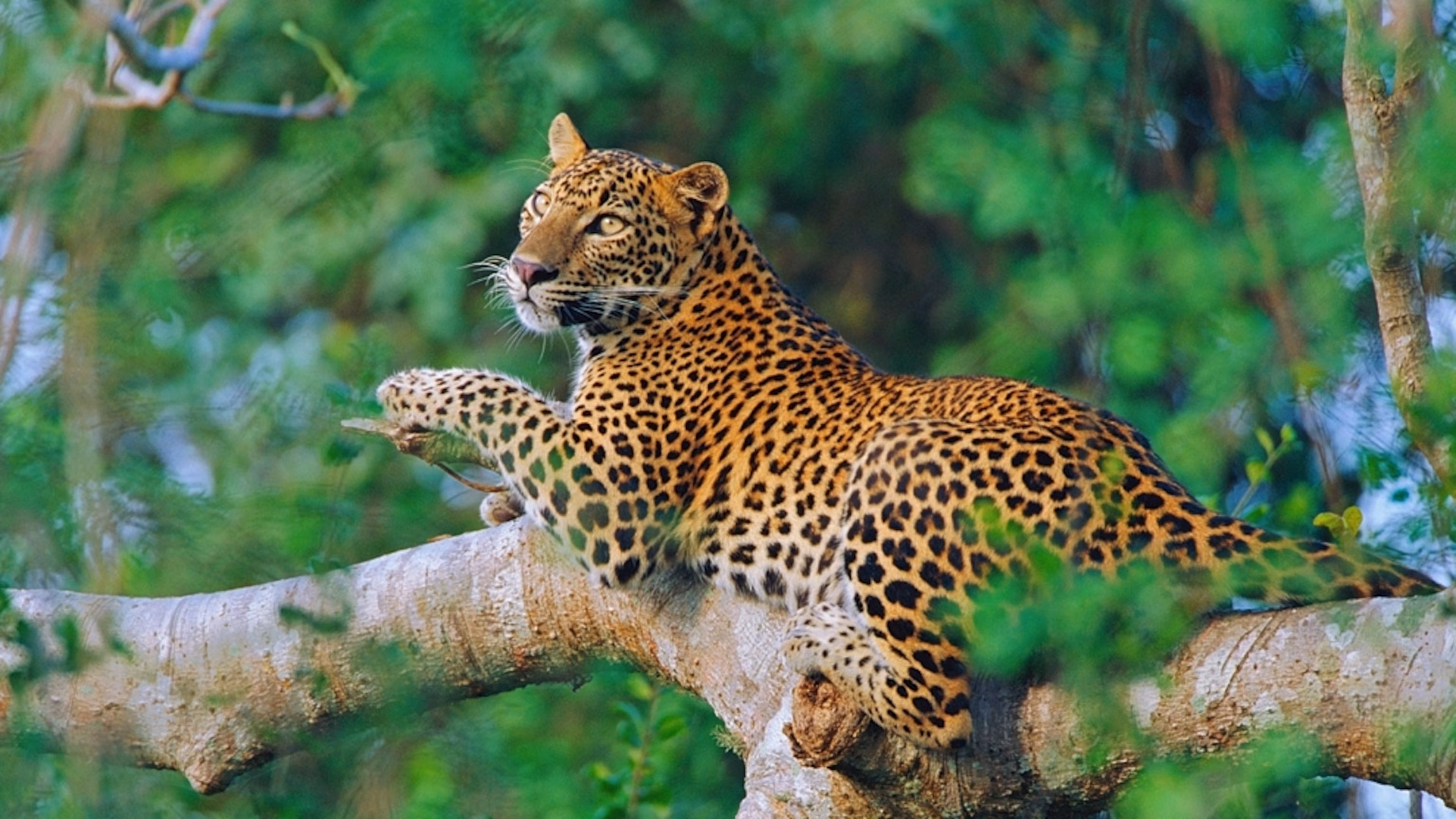 - journey to ceylon