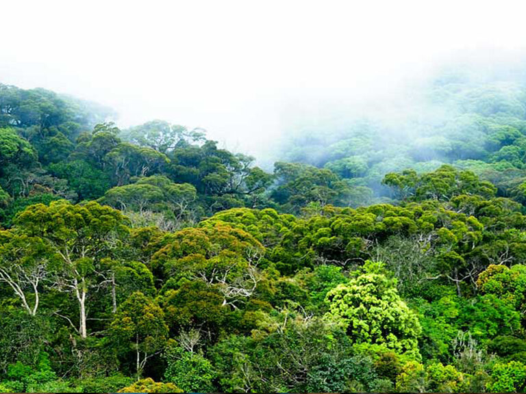 Eco tourism in sri lanka