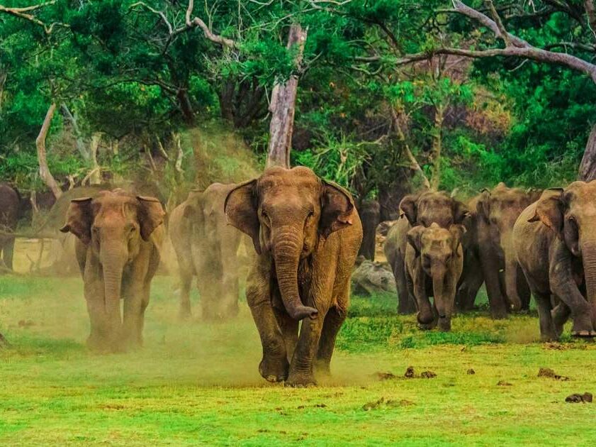 Udawalawe national park edited - journey to ceylon