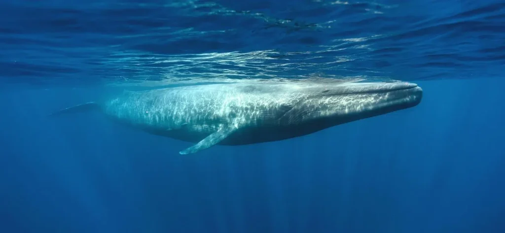 Mirissa beach whale watching