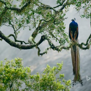 Indian peacock in Yala National Park, Sri Lanka
