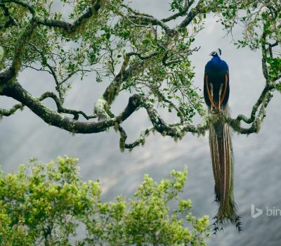 Indian peacock in yala national park, sri lanka