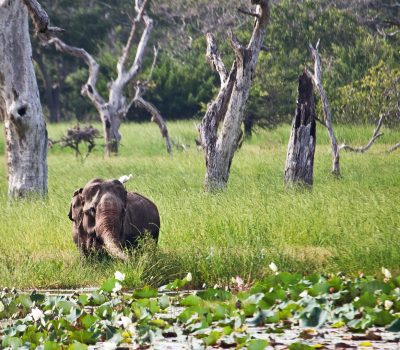 Yala national park sri lanka elephant - journey to ceylon